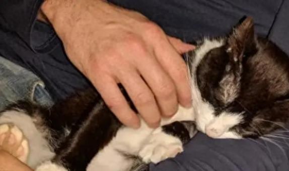 瑞和网 流浪猫胆小怕人，黏上狗狗8天逆袭入住新家，心机满满